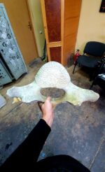 Whale vertebra