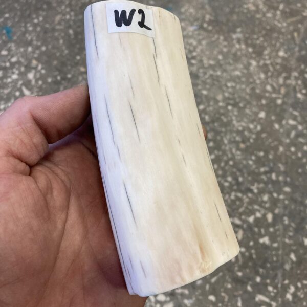 Walrus tusk