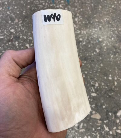 walrus tusk