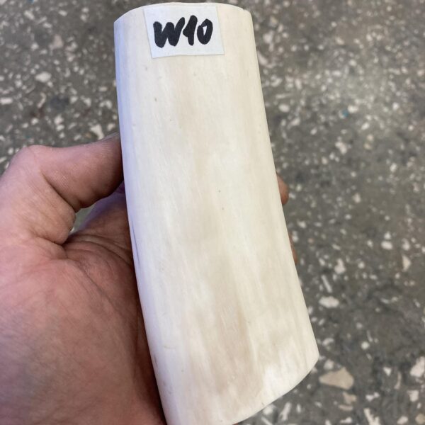 walrus tusk