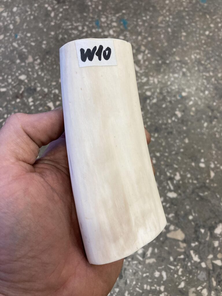 walrus tusk