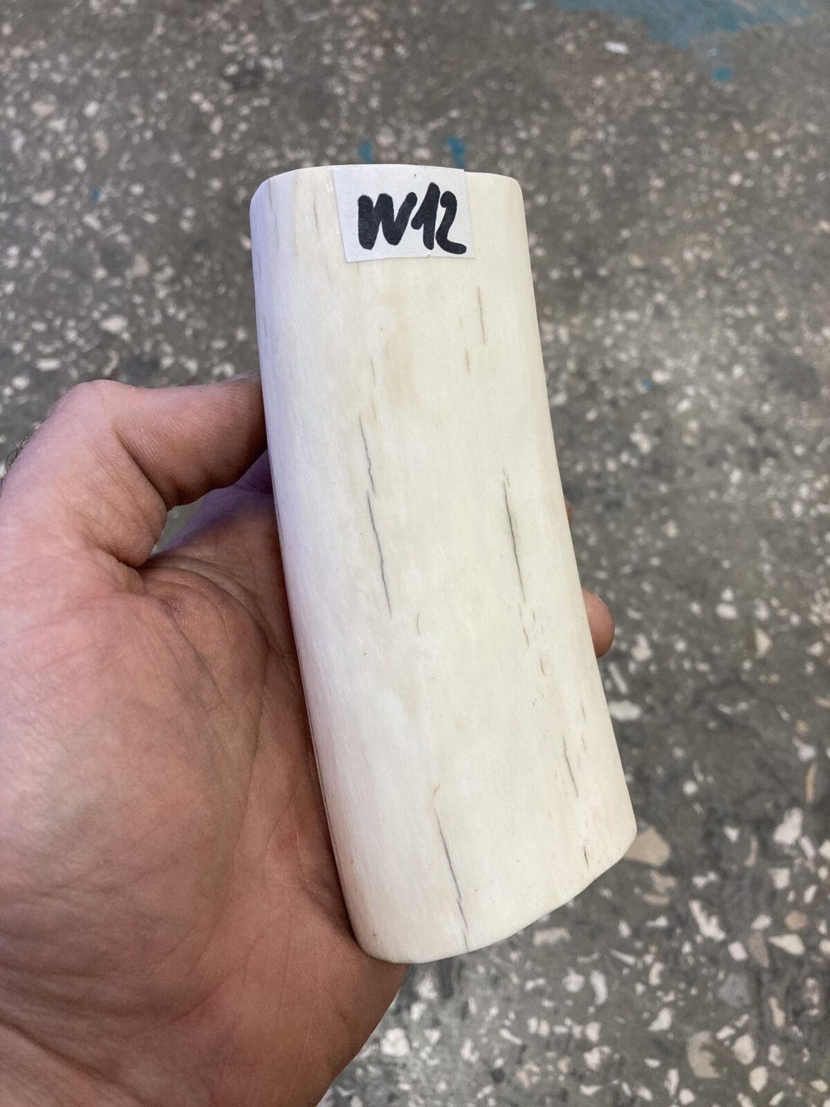 walrus tusk