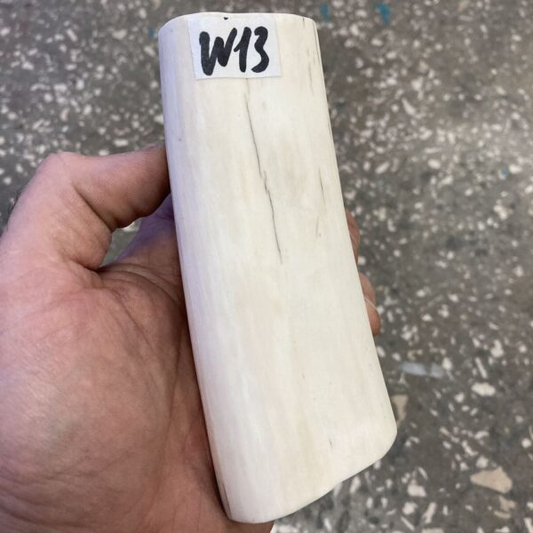 walrus tusk