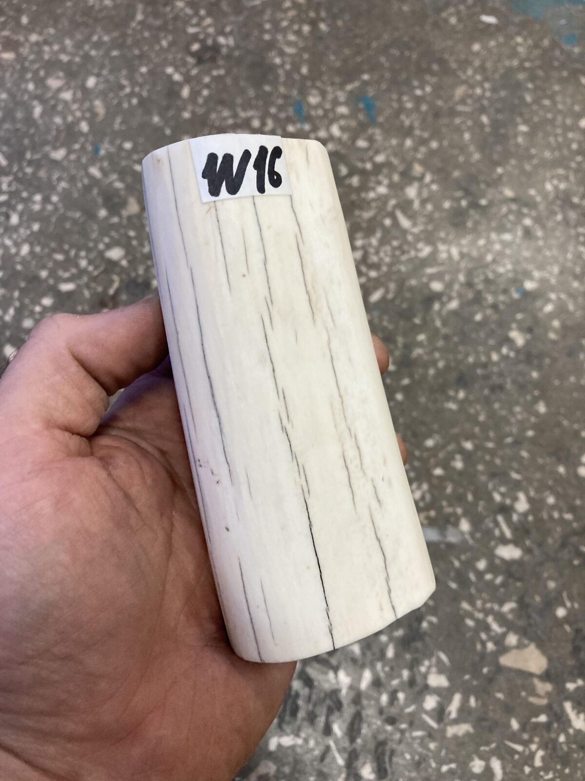 walrus tusk