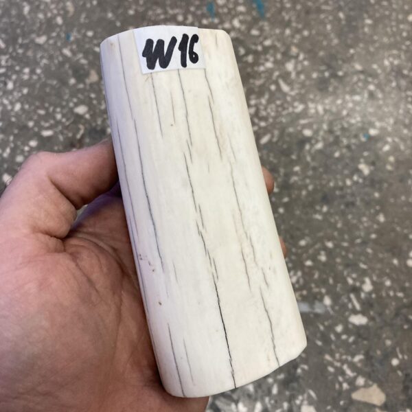 walrus tusk
