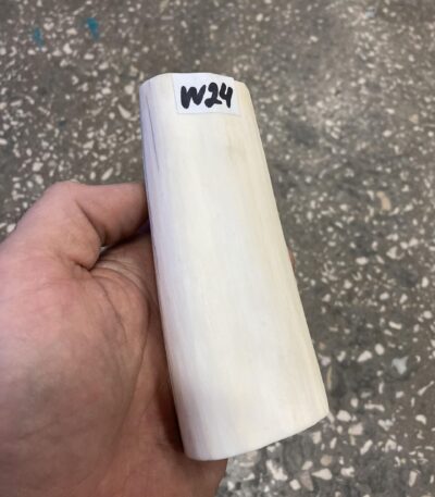 walrus tusk