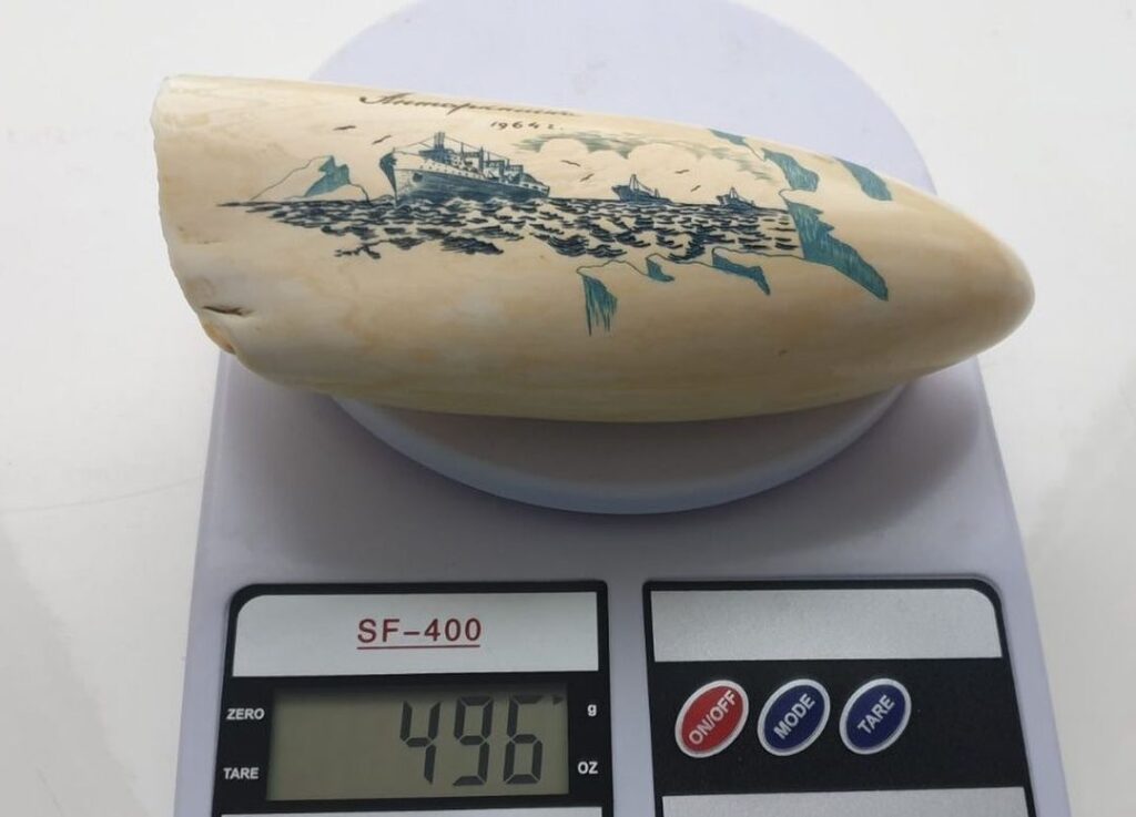 sperm whale tooth
