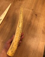 walrus tusk