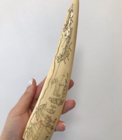 walrus tusk
