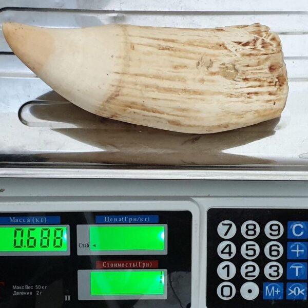 sperm whale tooth