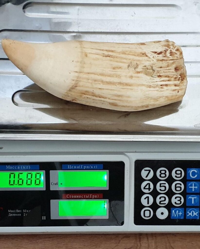 sperm whale tooth