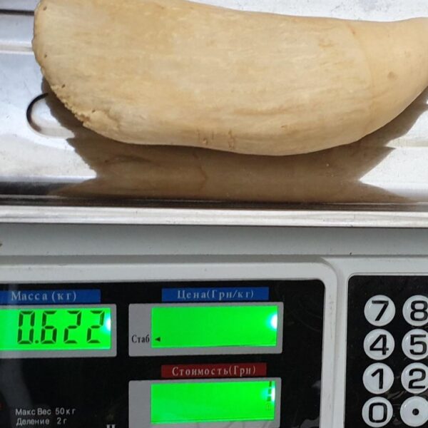 sperm Whale tooth