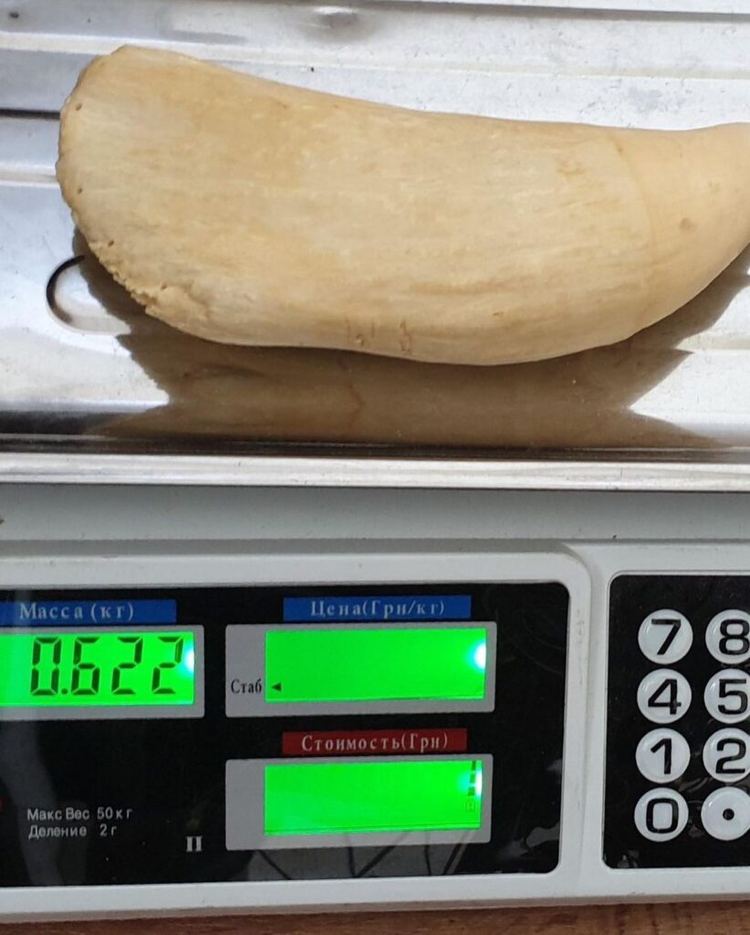 sperm Whale tooth