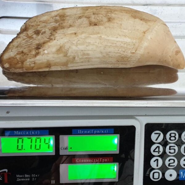 sperm whale tooth