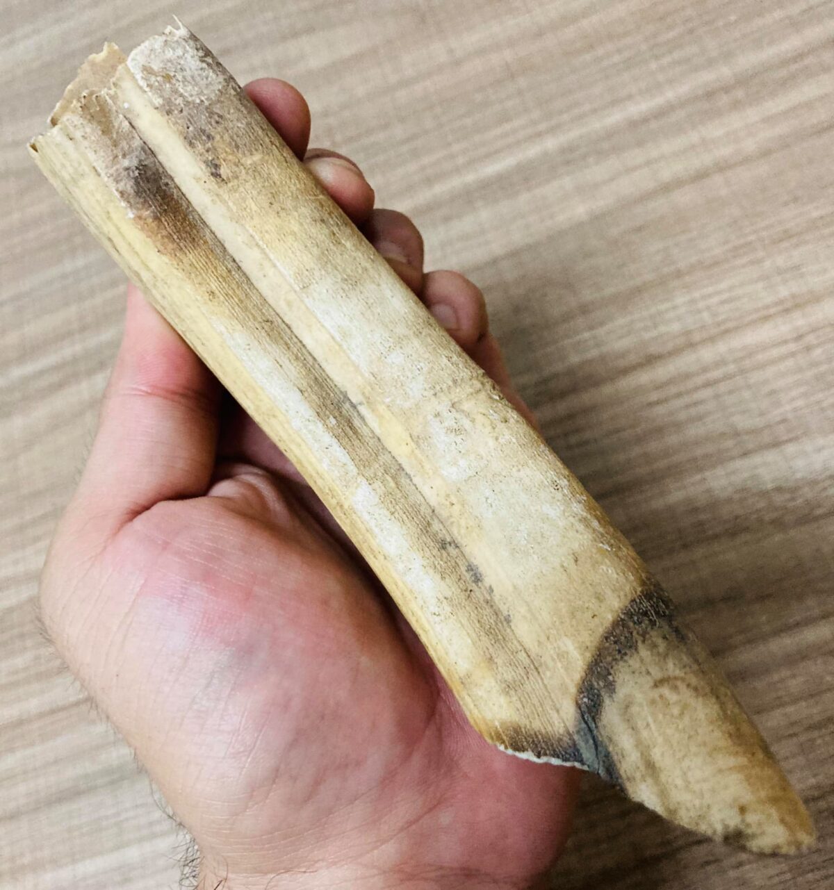 Hippopotamus tusk