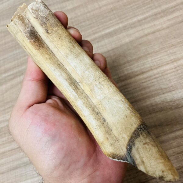 Hippopotamus tusk
