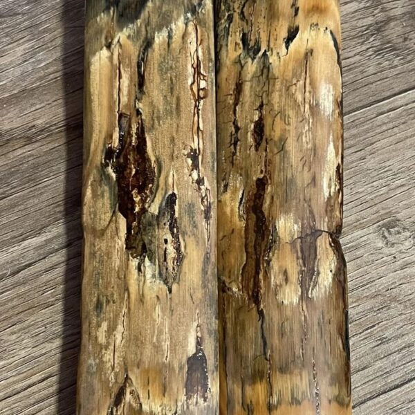 Mammoth tusk bark