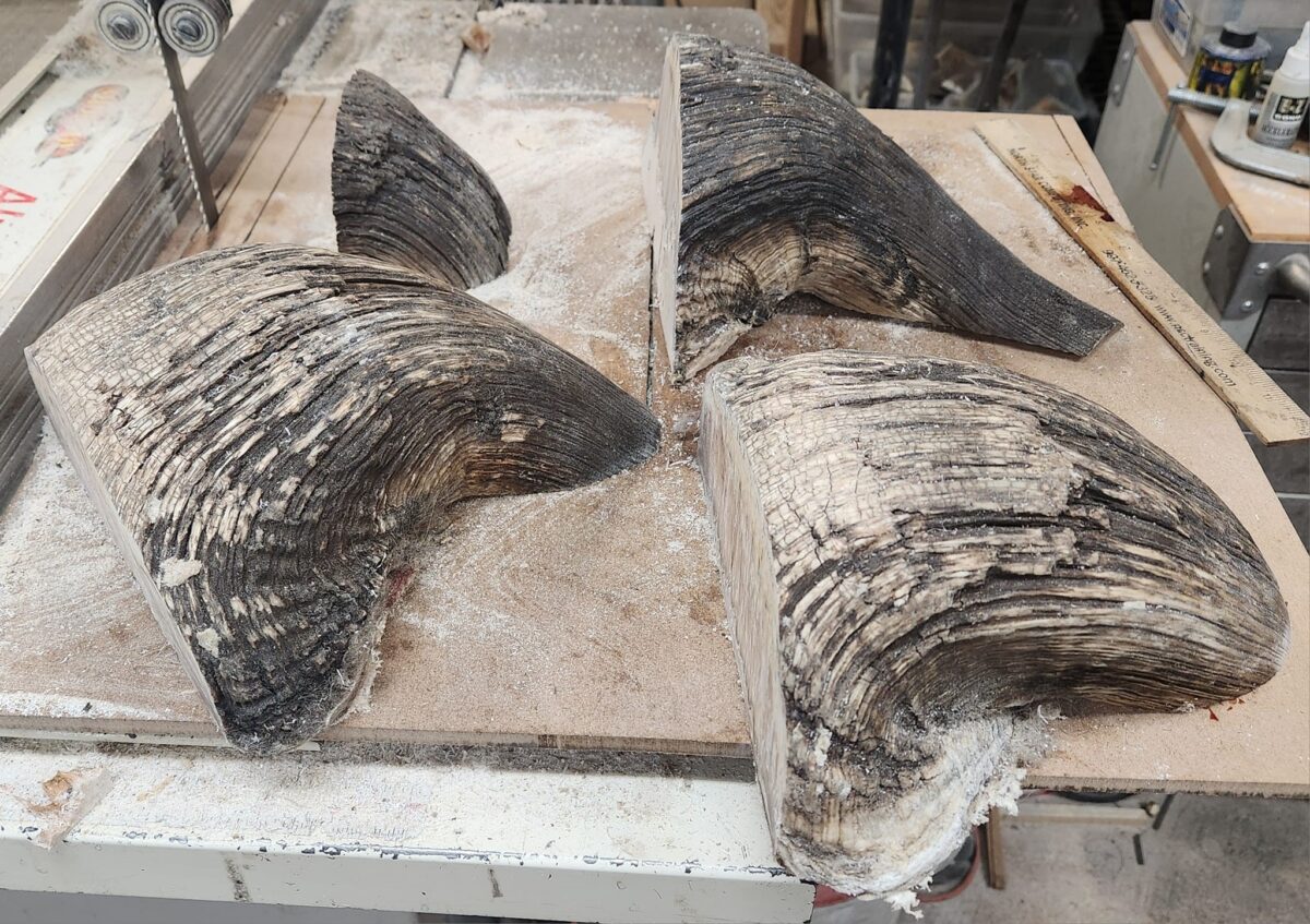 Musk Ox horn