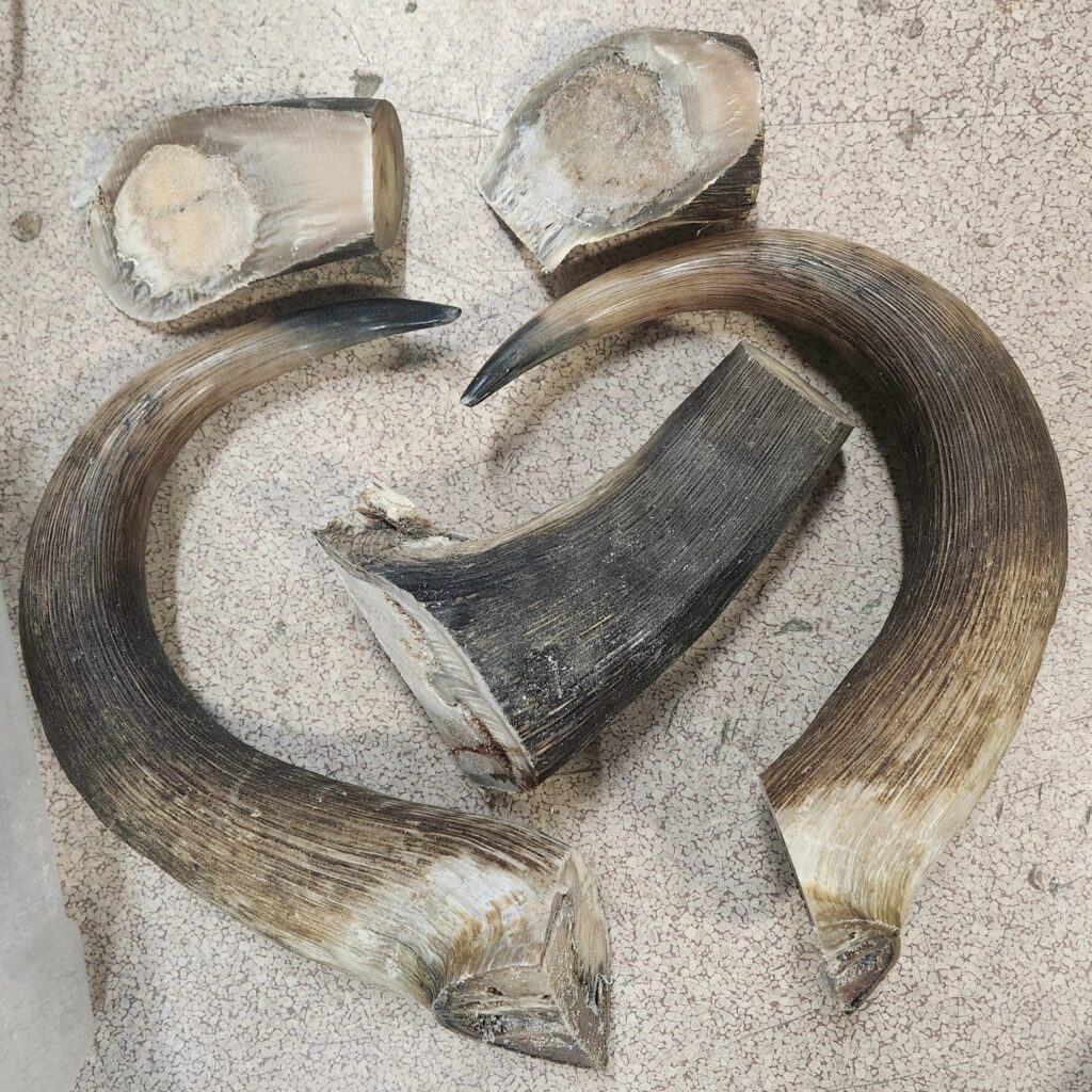 Musk Ox horn