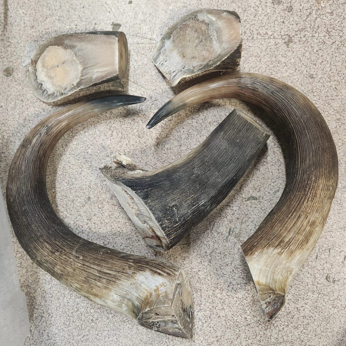 Musk Ox horn