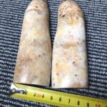 walrus oosik bone