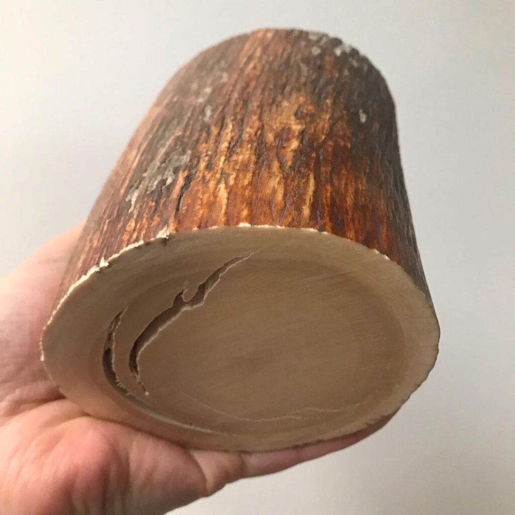 Mammoth ivory tusk
