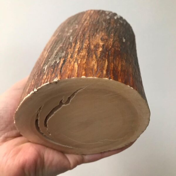 Mammoth ivory tusk