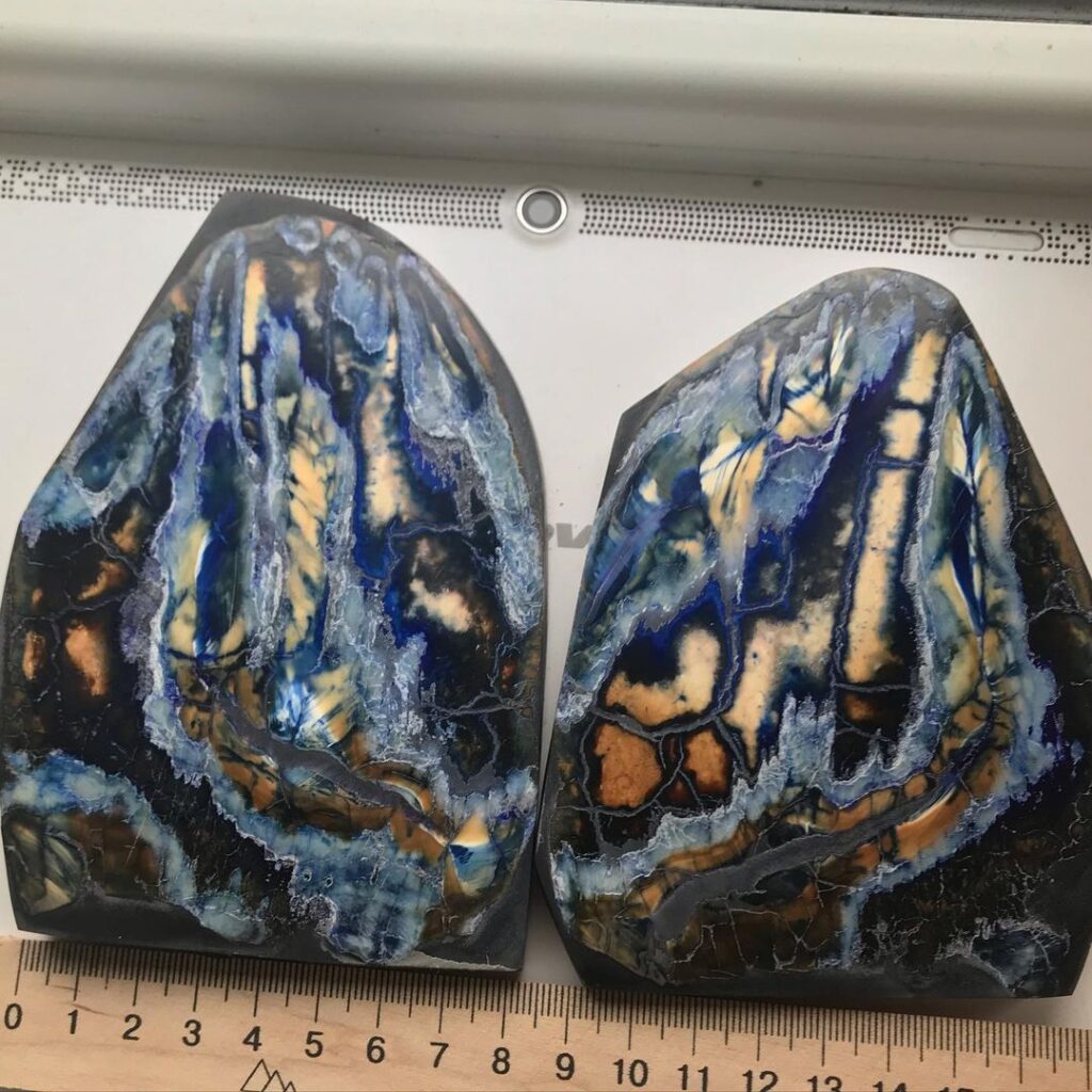 mammoth molar