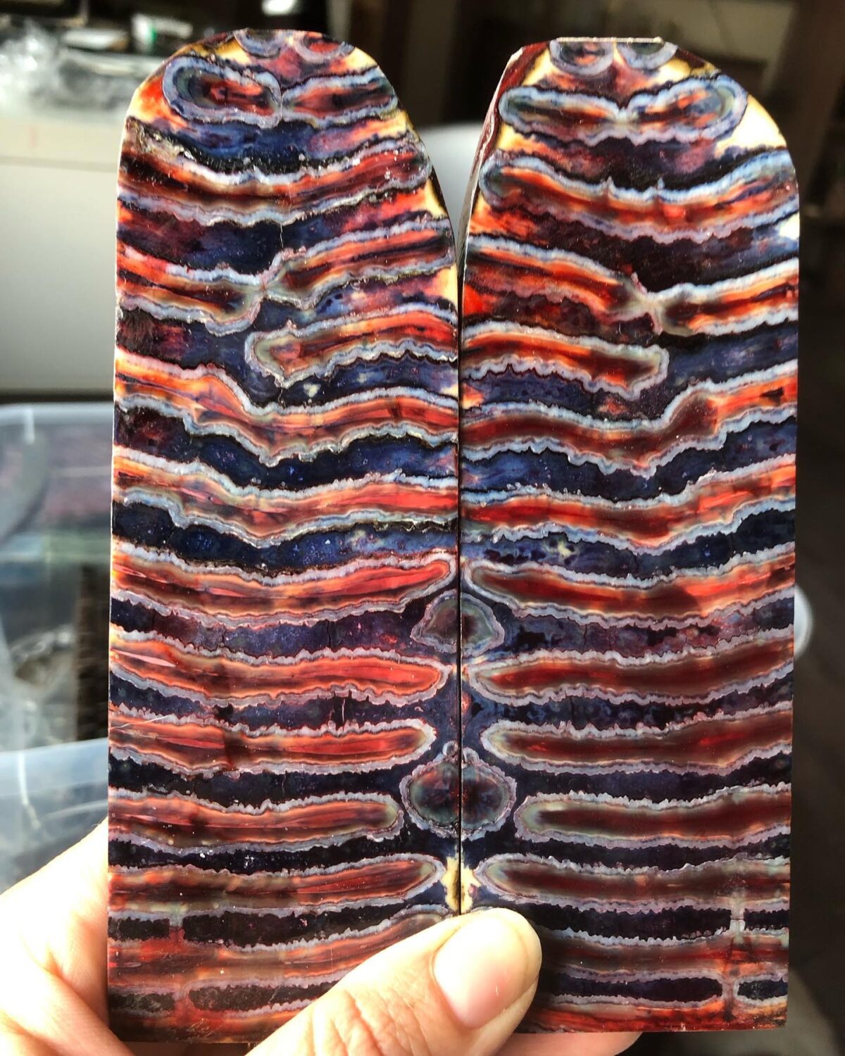 Stabilized Mammoth Molar