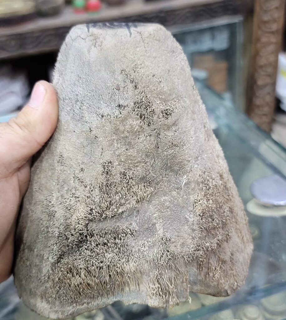 Rhinoceros Horn piece