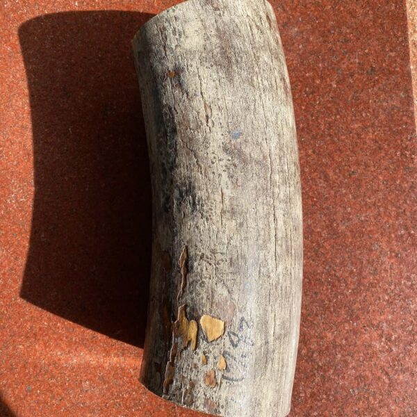 Mammoth ivory