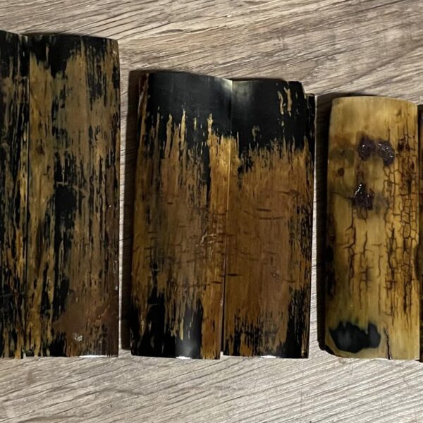 mammoth tusk Bark