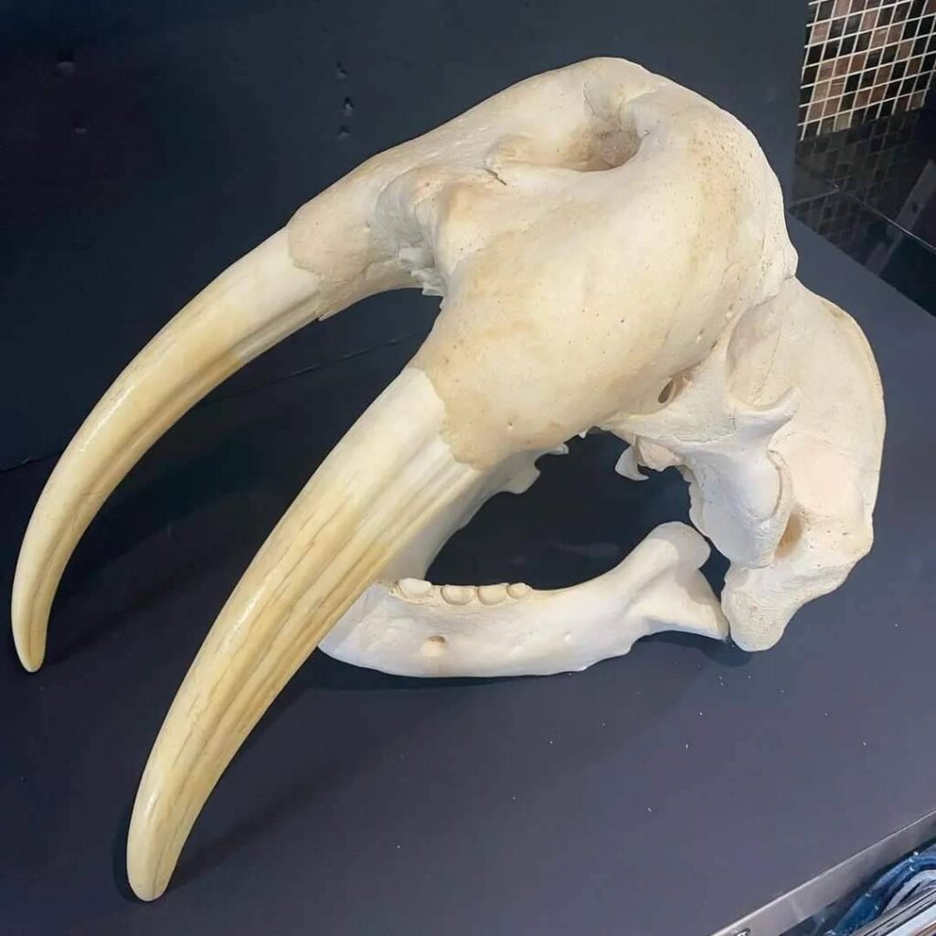 Walrus Skull