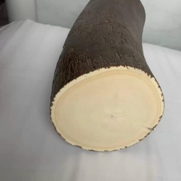 Mammoth ivory tusk