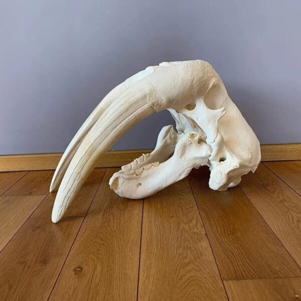 walrus skull
