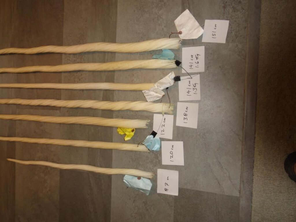 narwhal tusks