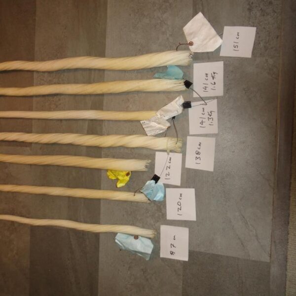narwhal tusks