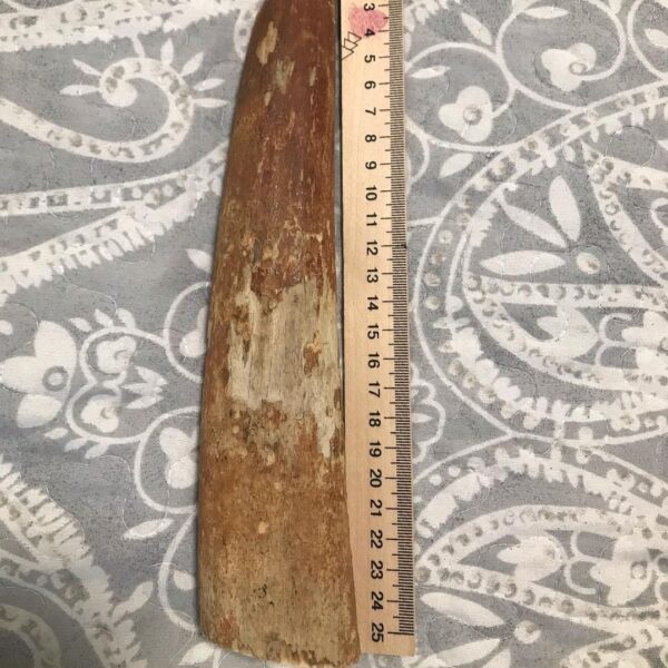 Fossilized walrus tusk