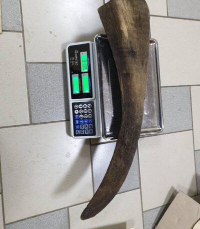 rhinoceros horn