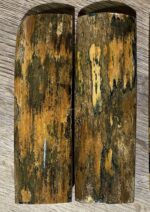 mammoth tusk barks