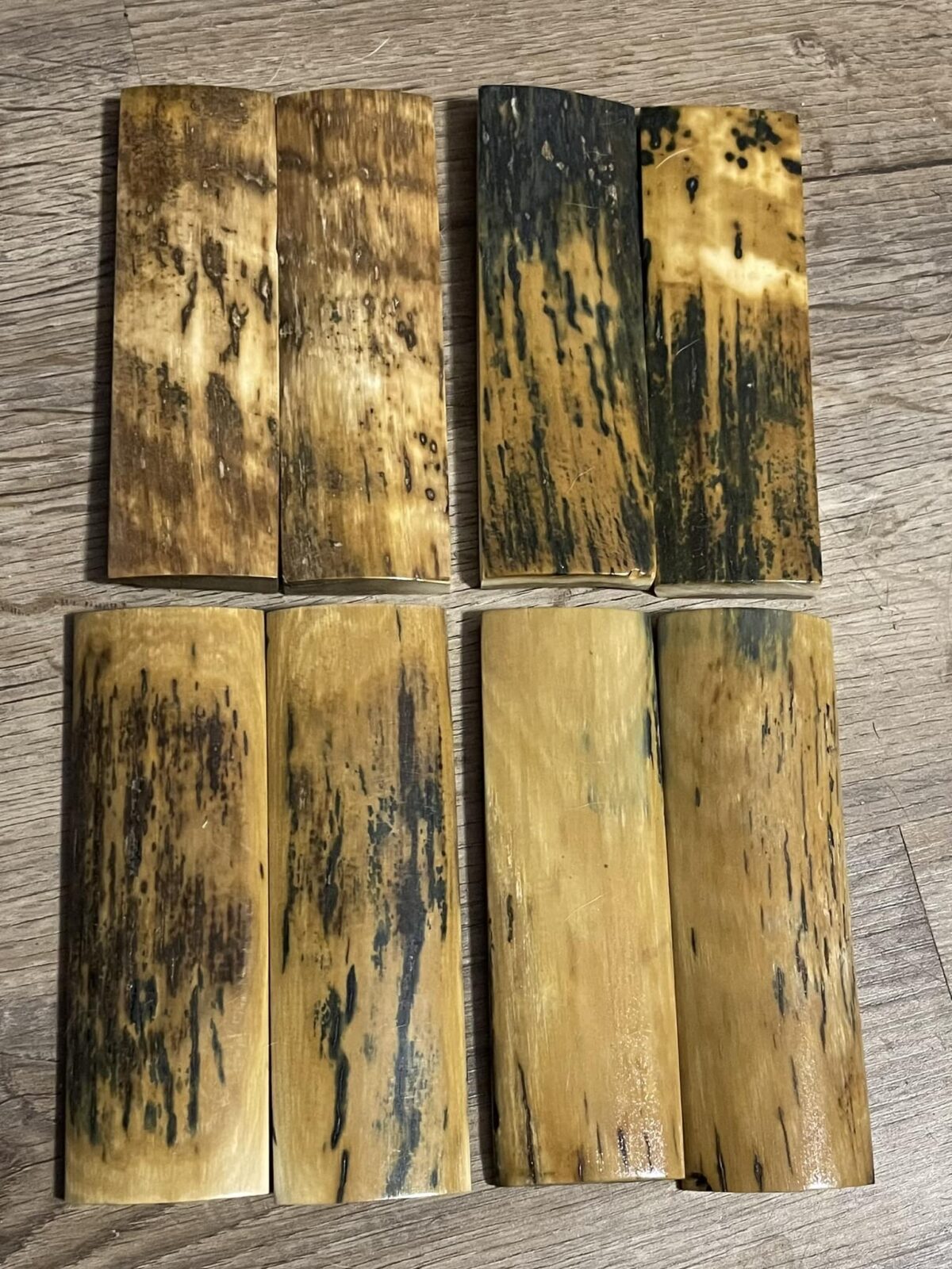 mammoth tusk barks