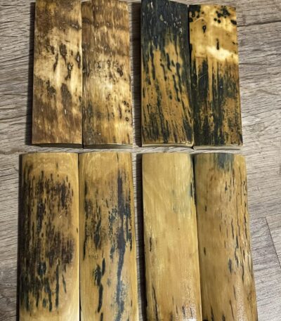 mammoth tusk barks