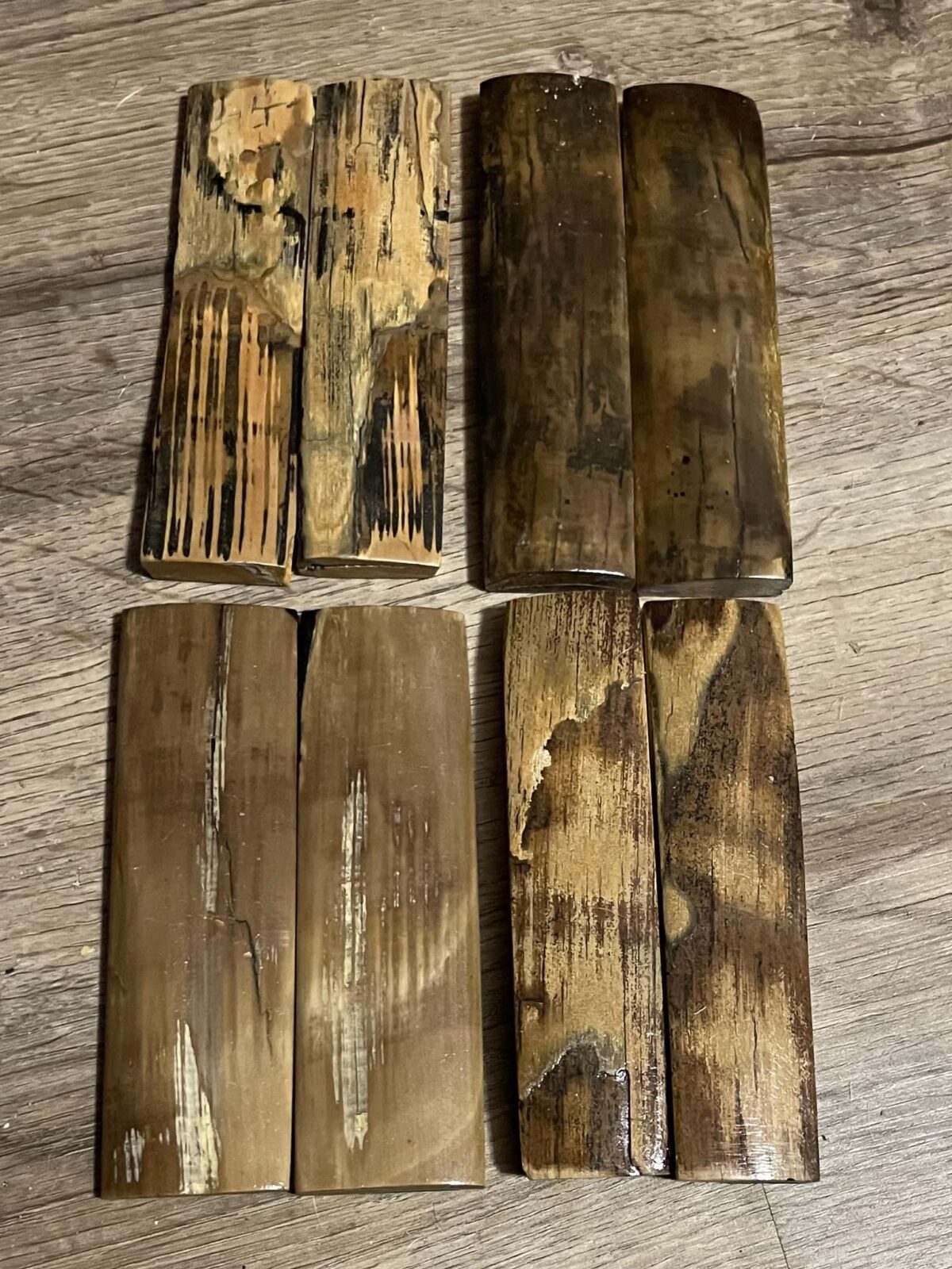 mammoth tusk barks