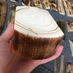 Stabilized Mammoth ivory