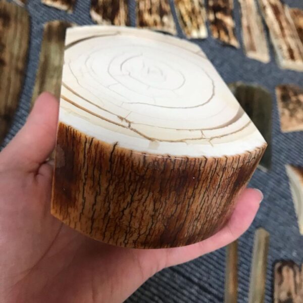 Stabilized Mammoth ivory
