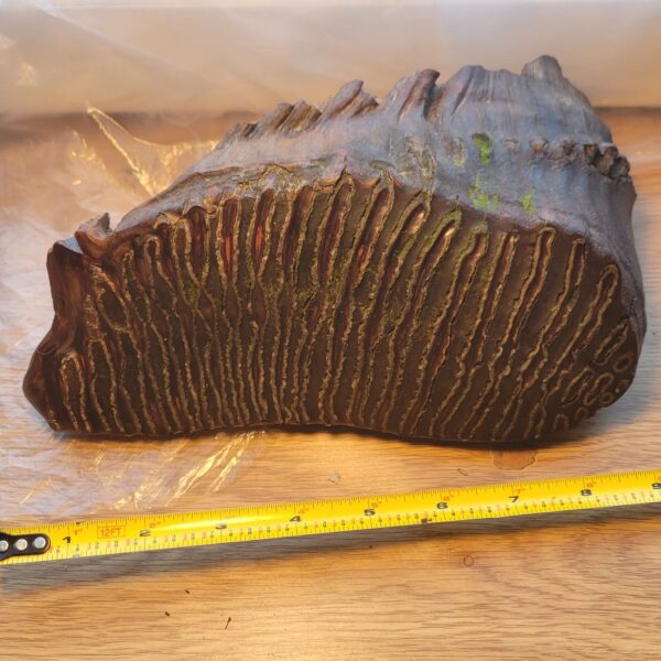 Woolly Mammoth Molar