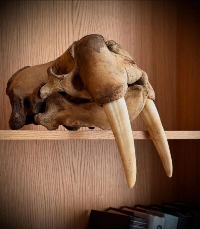 Walrus skull