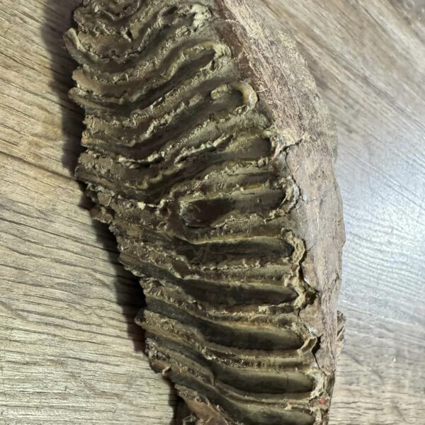 Mammoth Molar