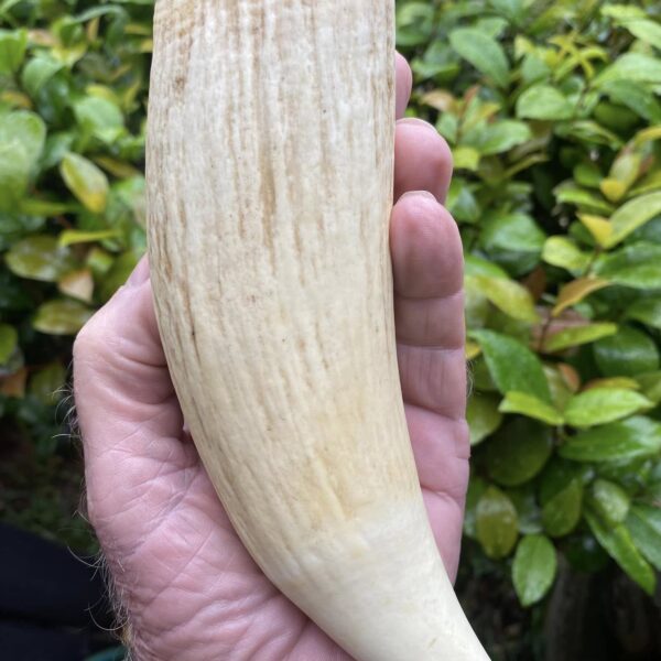 Sperm Whale Tooth